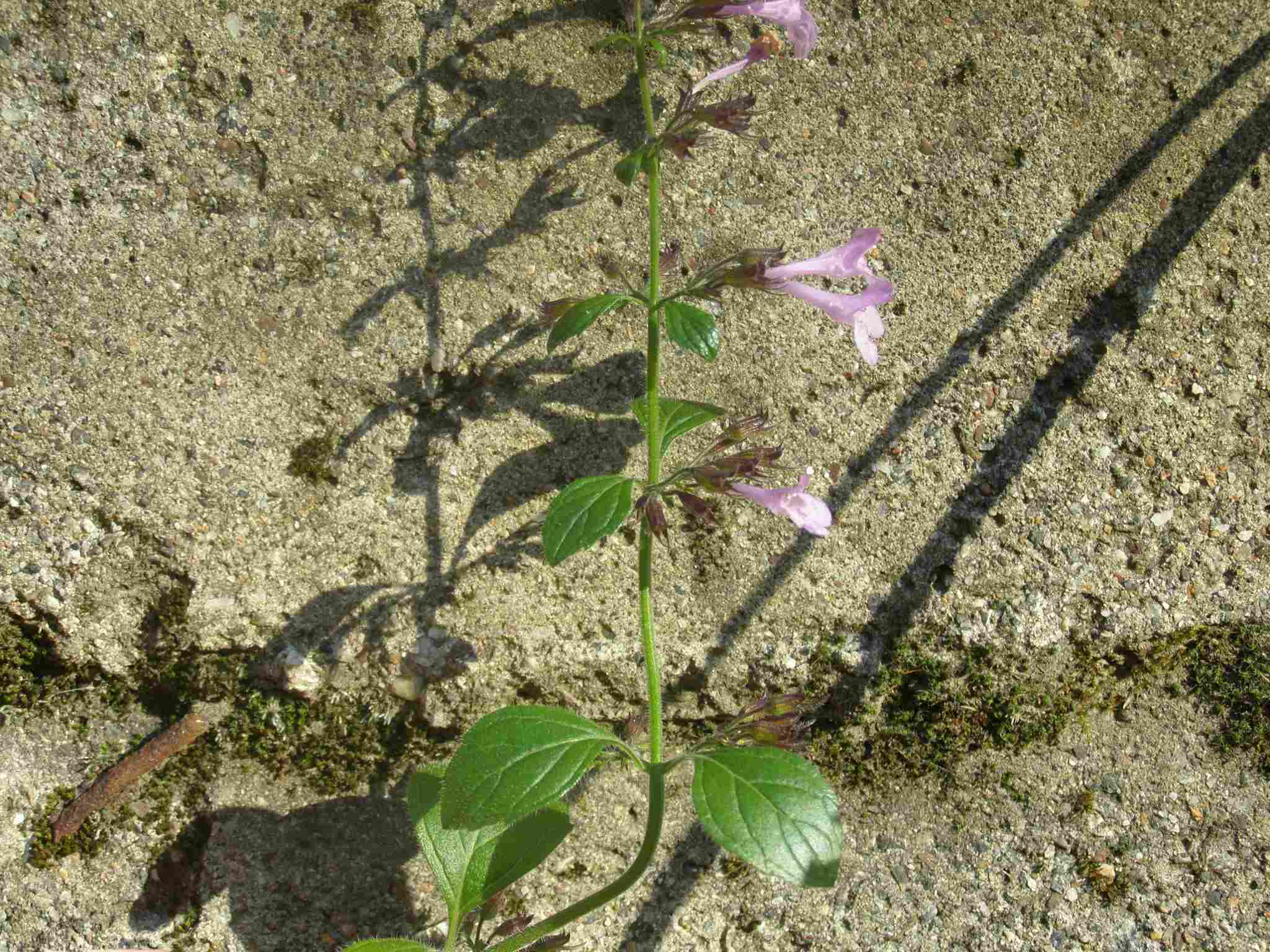 Fiore violetto - Calamintha sp.